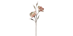 Desert 2 Bloom Vintage Magnolia 46L Stem - Pink (2)