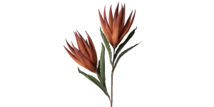 Desert Bird Of Paradise 2 Bloom 48L Stem - OrangeRed (1)