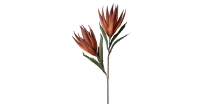 Desert Bird Of Paradise 2 Bloom 48L Stem - OrangeRed (2)