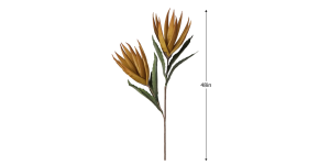 Desert Bird Of Paradise 2 Bloom 48L Stem - YellowOrange (3)