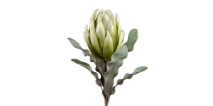 Desert Blooming Protea 33L Stem - Green (1)