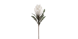 Desert Blooming Protea 33L” Stem – White