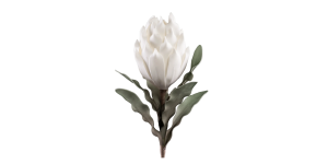 Desert Blooming Protea 33L Stem - White