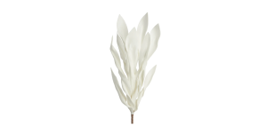 Desert Broad Leaf Flame Grass 38L Stem - Antique White (1)