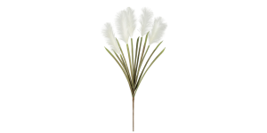 Desert Feather Pampas Grass Multi Bloom Stem (2)