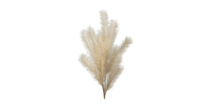 Desert Feather Pampas Stem - Cream (1)