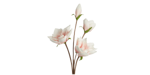 Desert Four Bloom Magnolia 41L Stem - Pink (1)