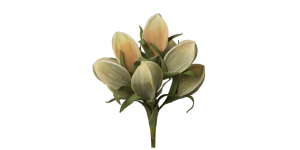 Desert Pinched Multi Pod Bouquet 31L Stem - Peach (1)