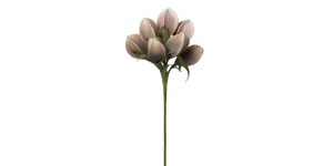 Desert Pinched Multi Pod Bouquet 31L” Stem – Pink