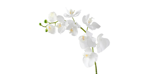 Orchid Faux Single Stem 30L - White (1)