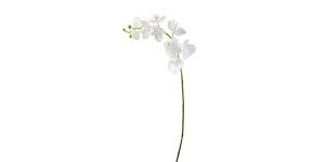 Orchid Faux Single Stem 30L” – White