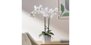 Orchid Potted Faux Double Stem 23 - White (4)