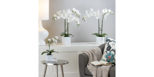 Orchid Potted Faux Triple Stem 23 - White (5)