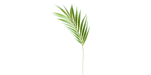 Palm Leaf 36L” Stem